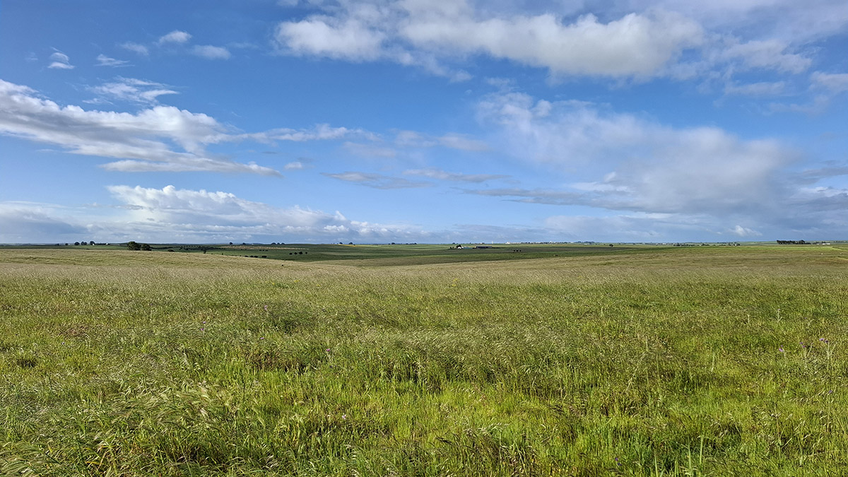 Steppe bij Castro Verde